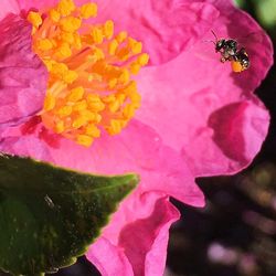 Close-up of pink flower