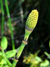 Close-up of yellow flower