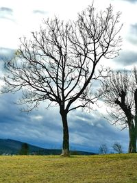 Bare tree on field against sky