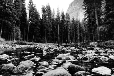 Scenic view of rocks in forest