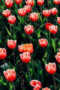 Close-up of red flowers blooming outdoors