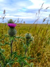 Close-up of thistle flowers on field