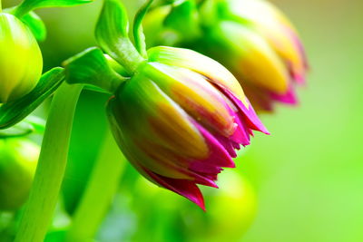 Close-up of red flower