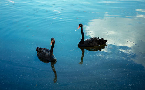 Two swans in calm blue water