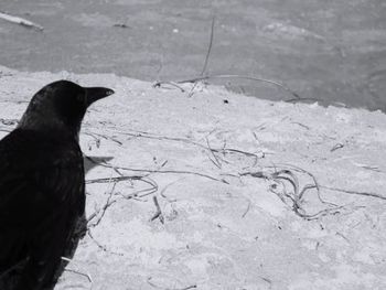 Close-up of owl perching outdoors