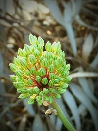 Close-up of flowers