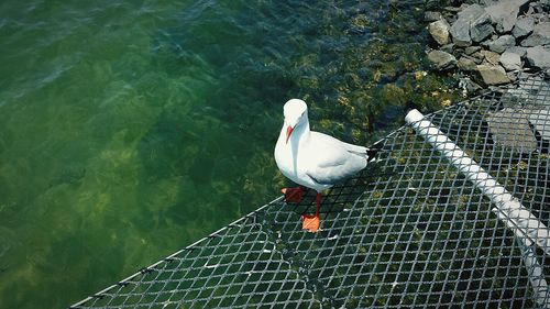 Bird in water