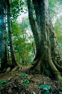 Trees growing in forest