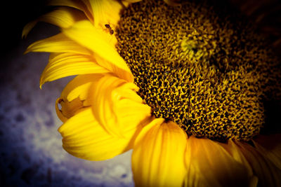 Close-up of sunflower