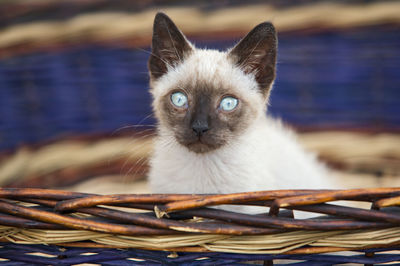 Close-up portrait of a cat