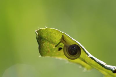 Close-up of insect on leaf