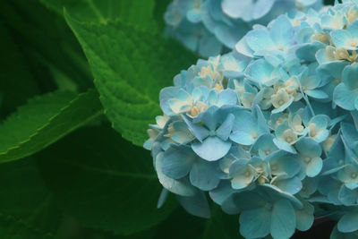 Close-up of flowering plant