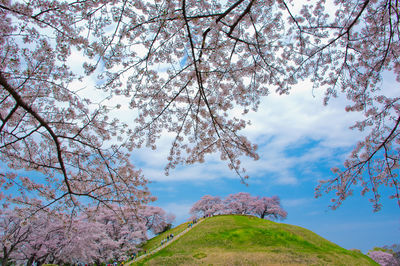 Low angle view of cherry blossom tree against sky