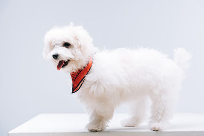 Close-up of dog against white background