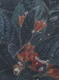 Close-up of leaf on snow