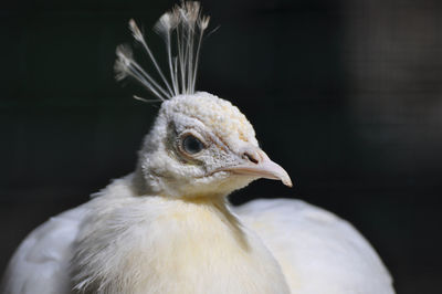 Close-up of bird