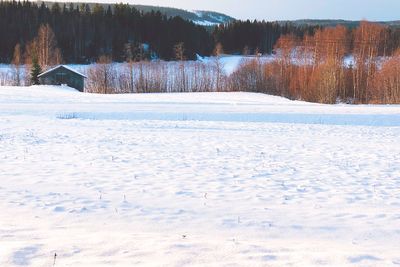 Snow covered field by trees