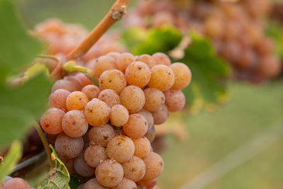 Close-up of berries growing on plant