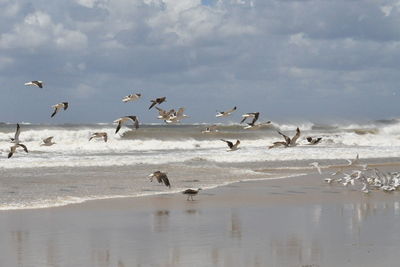 Seagulls flying over lake against sky