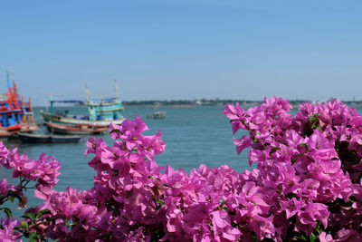 Pink flowering plants by sea against clear sky