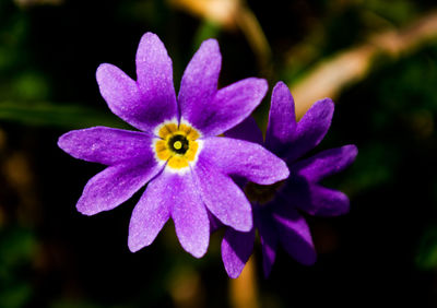 Close-up of purple flower blooming outdoors