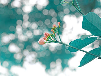 Close-up of flowering plant