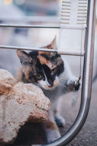 Close-up portrait of cat looking through window