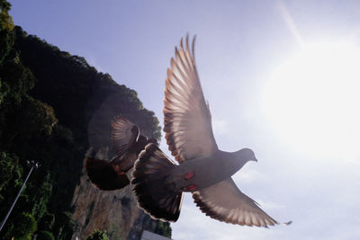 Seagulls flying in the sky