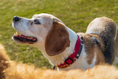 Close-up of dog