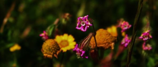 Close-up of pink flower