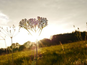 Close-up of flowers blooming on field against sky