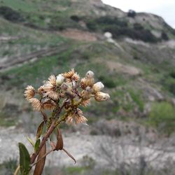 Close-up of plant against blurred background