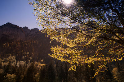 Low angle view of tree against sky