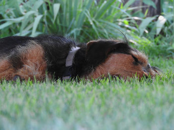 Close-up of dog on grass