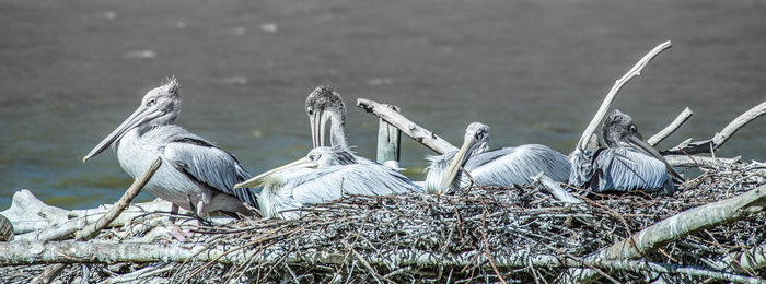 High angle view of pelican sitting on nest against lake