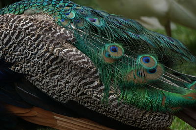 Close-up of peacock