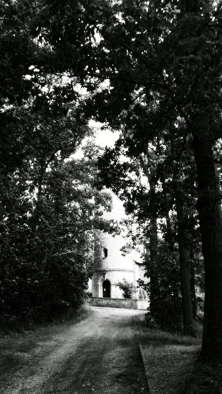 tree, architecture, built structure, building exterior, the way forward, house, road, growth, day, street, outdoors, nature, sky, empty, no people, grass, sunlight, field, tranquility, diminishing perspective