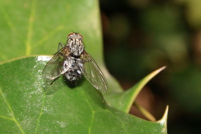 Close-up of fly on leaf