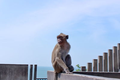 Low angle view of a monkey looking away against sky