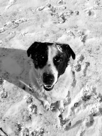 High angle portrait of dog on land