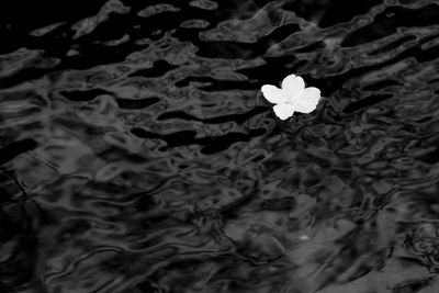 Close-up of lotus water lily in pond