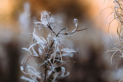 Fluffy autumn flower in forest