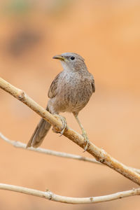 Close-up of bird perching on branch