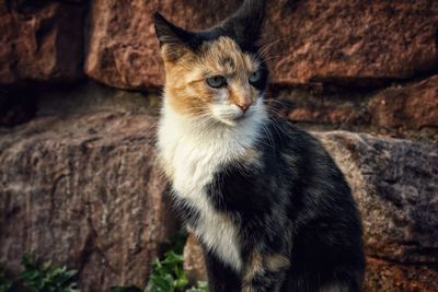 Portrait of a cat looking away