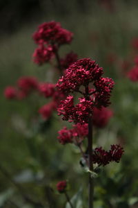 Close-up of red flowering plant