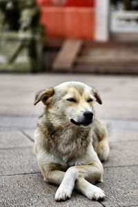 Close-up of dog