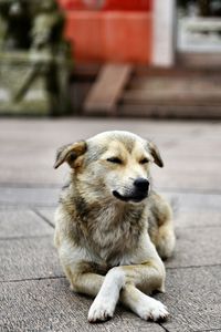 Dog sitting on footpath