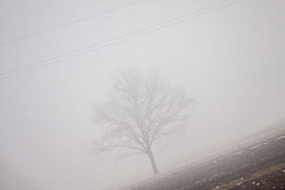 Bare tree on misty landscape