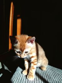 Portrait of cat relaxing on seat