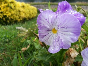 Close-up of purple flower